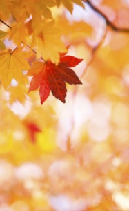 fall Fall Foliage Celebration